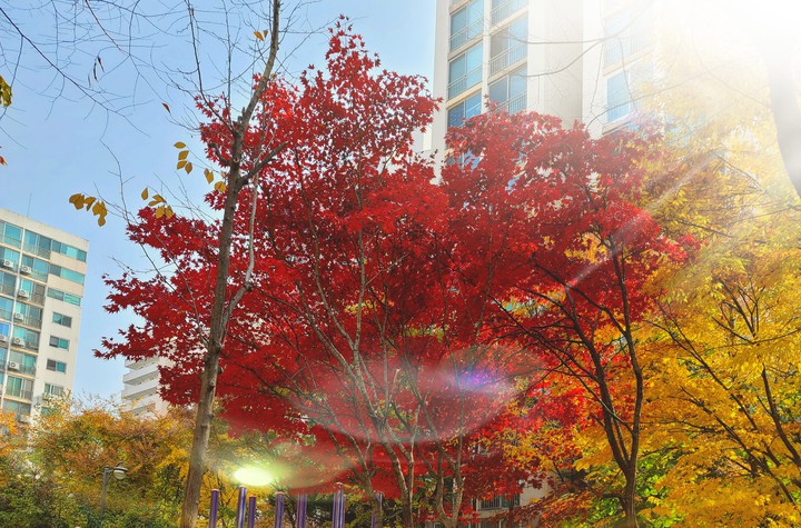 단풍