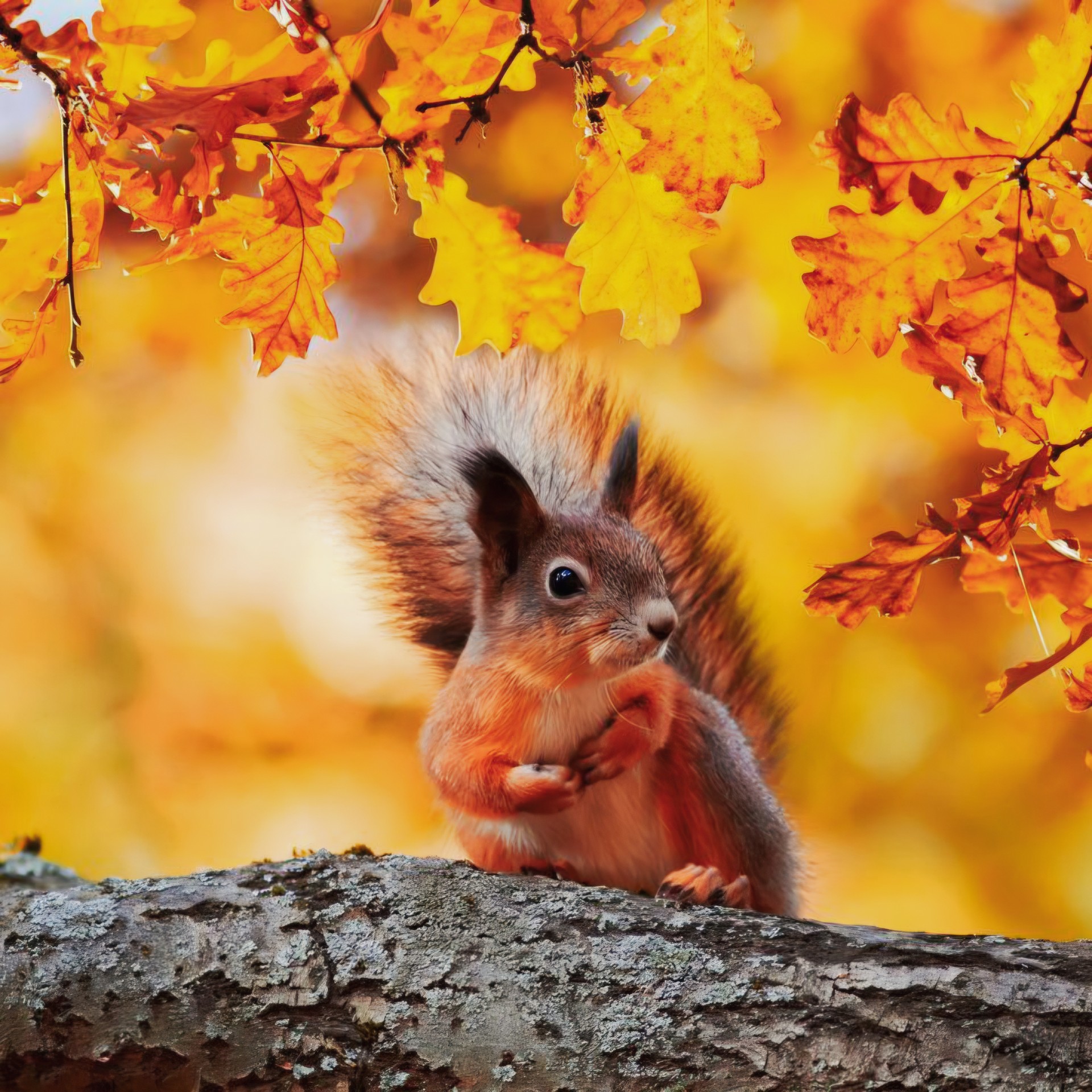 SQUIRREL AMONG YELLOW LEAVES