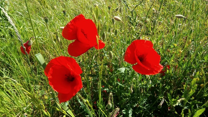 red