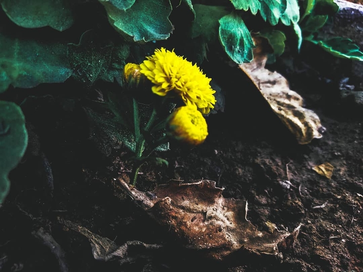 Little Flower
