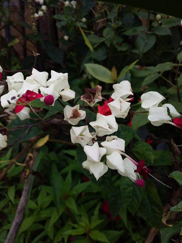 Flores
