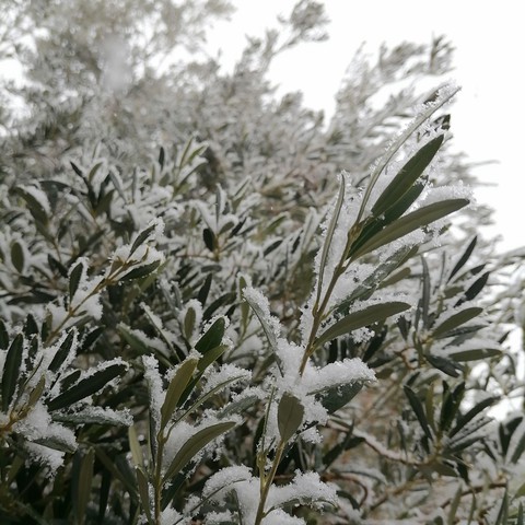 green, plant háttérképek