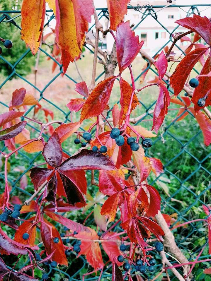 Herbst