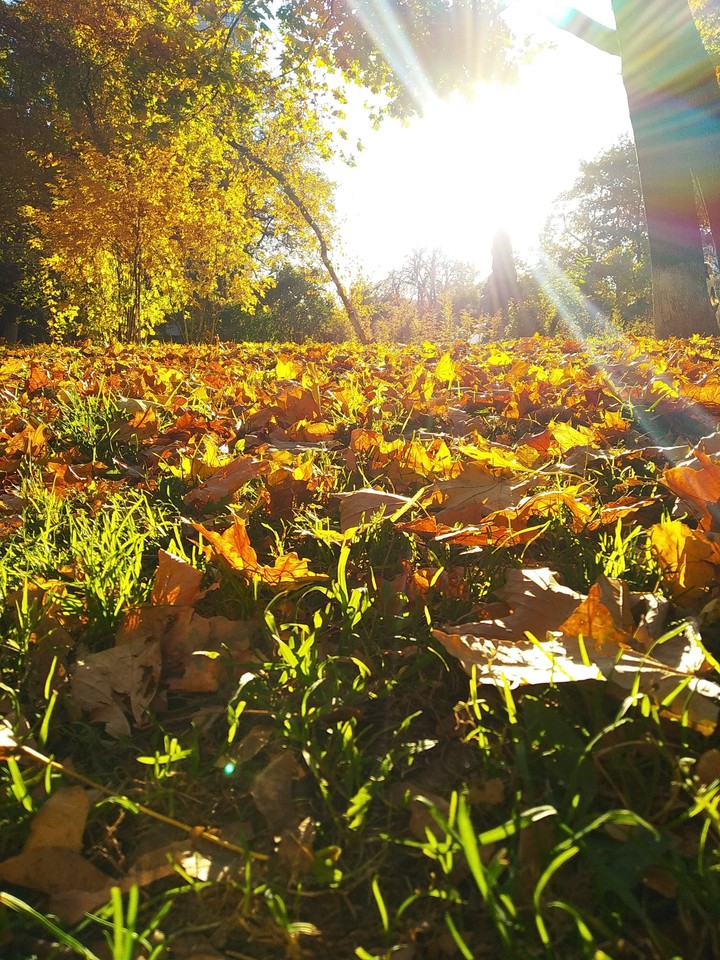 Golden leaves