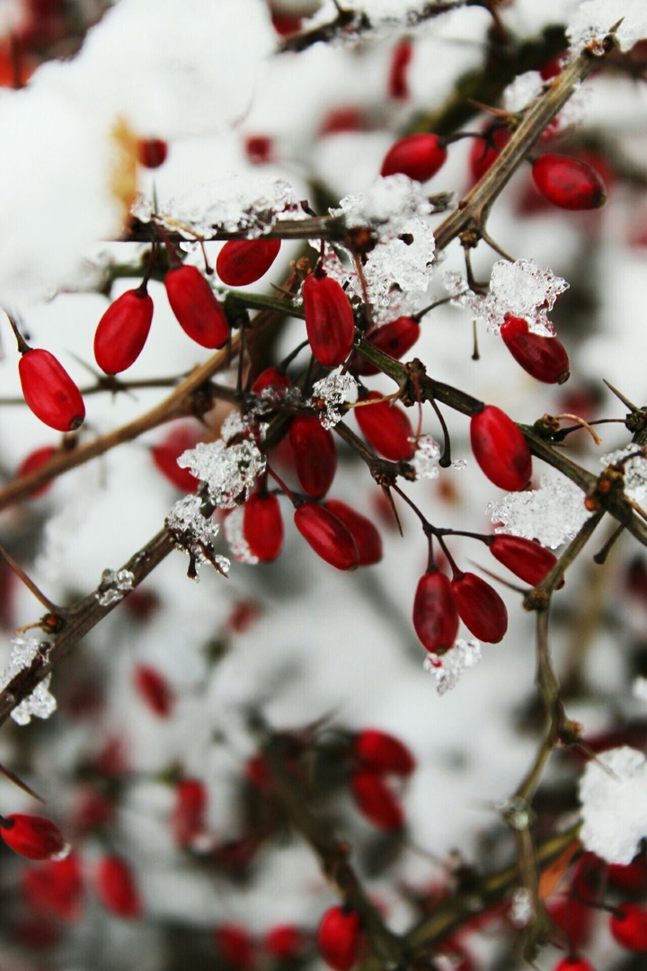 snow and winter