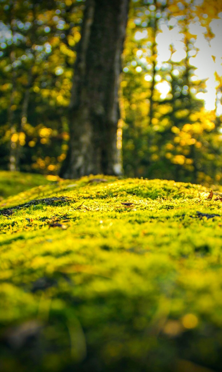 Moss
