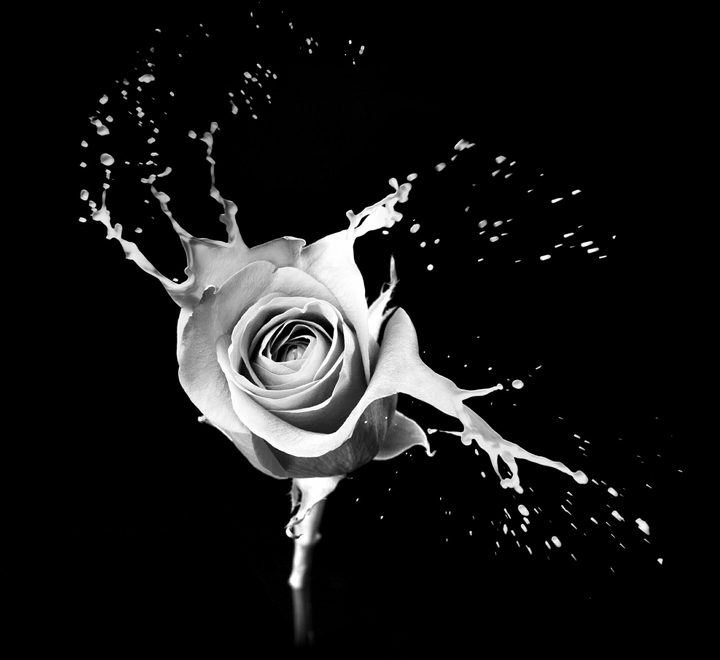 white rose