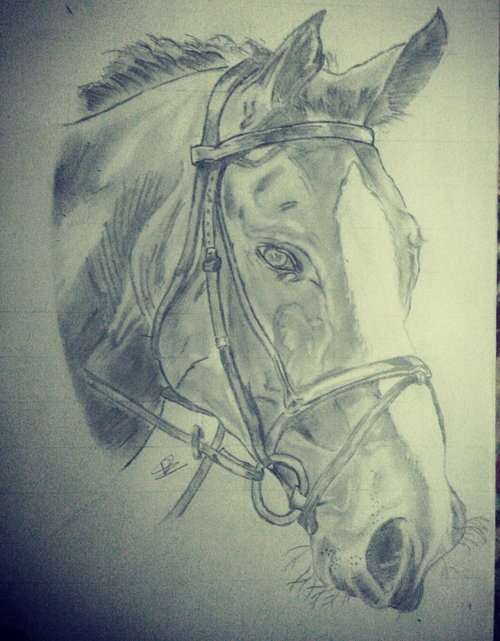 horse sketch