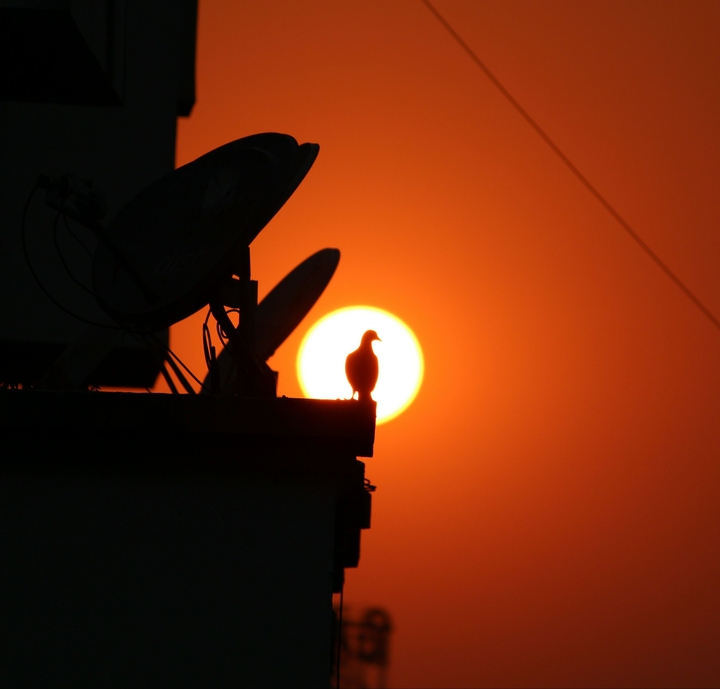 sunset & bird