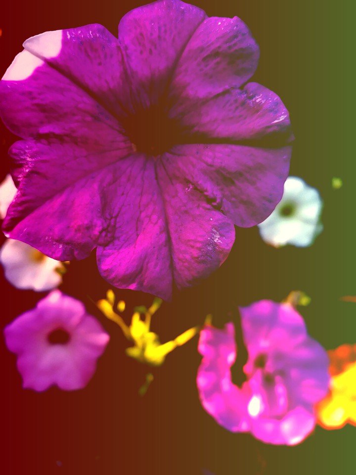 flowers