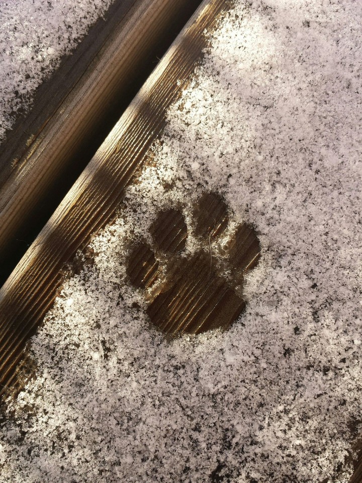 Cat was here