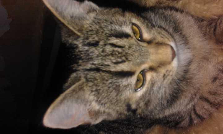 My kitten