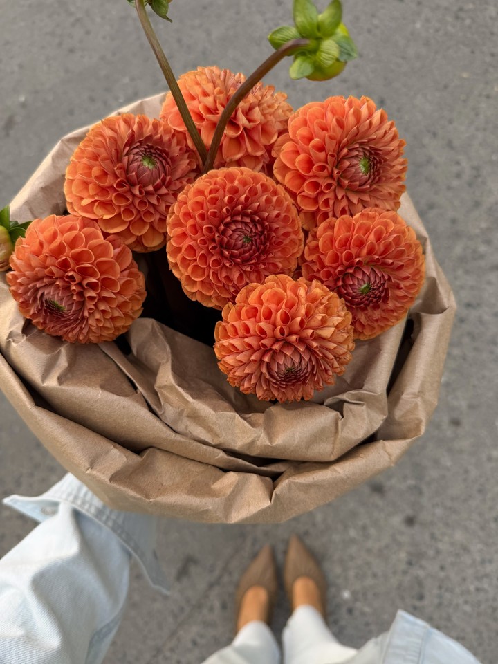 тапети flower, dahlia