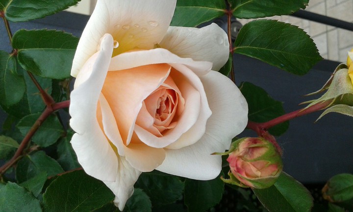 White Rose