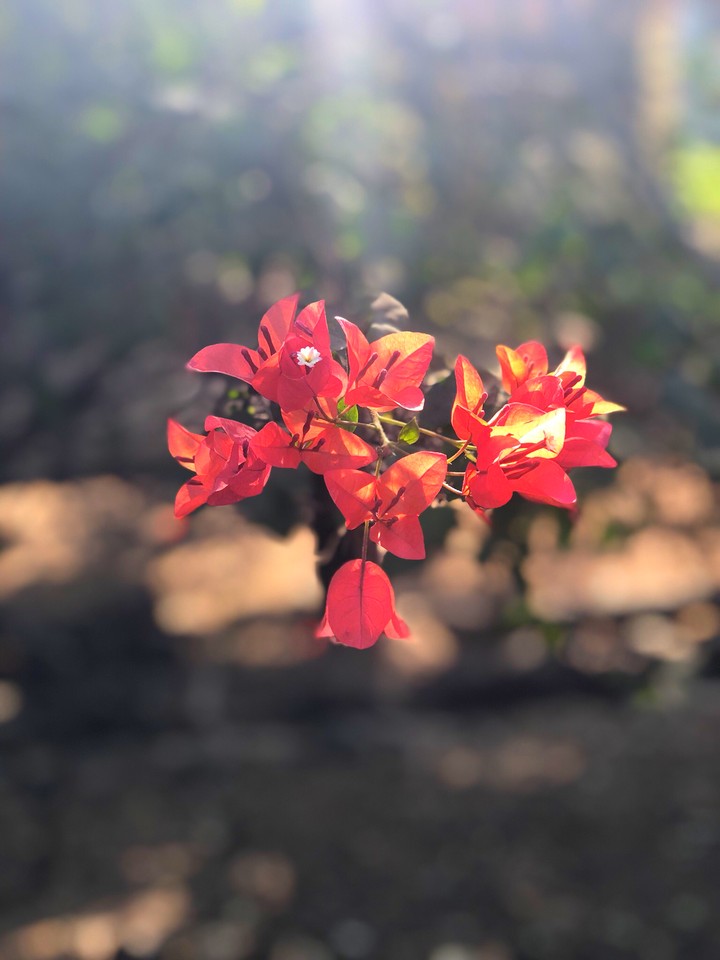 morning bloom