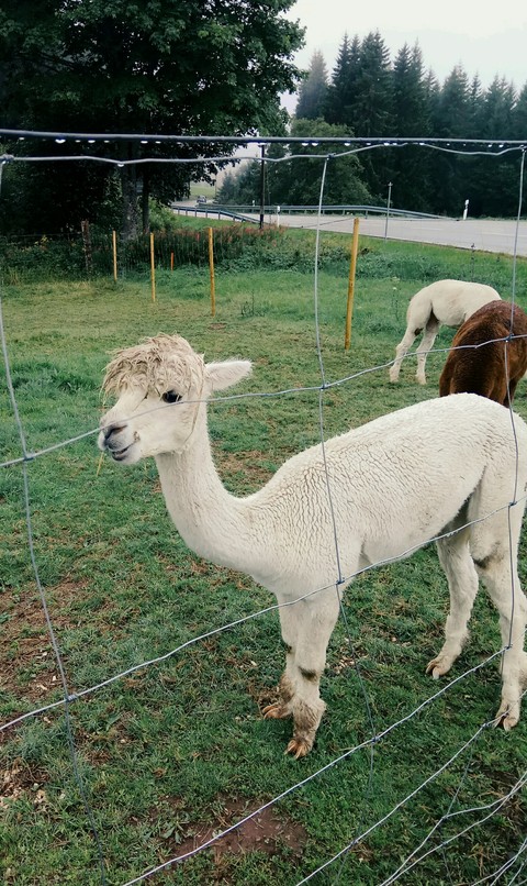llama