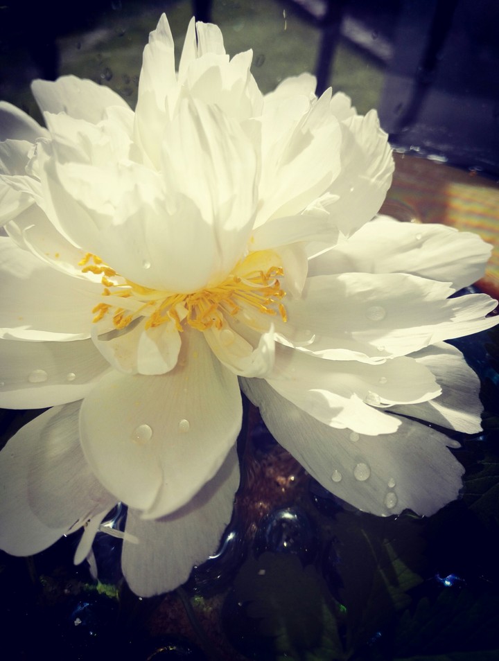 White peony