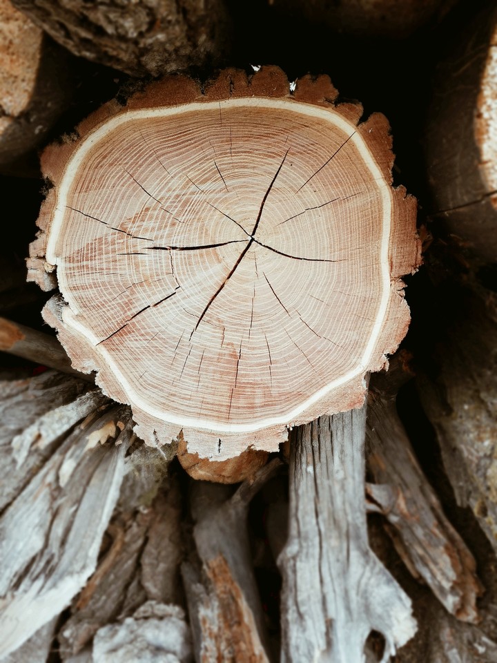 years of the tree