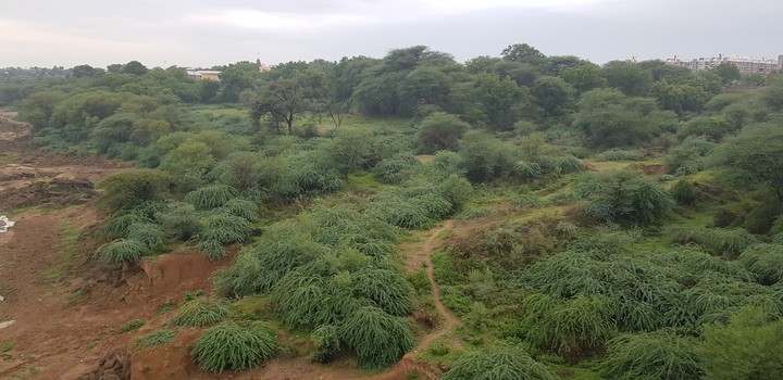 nature