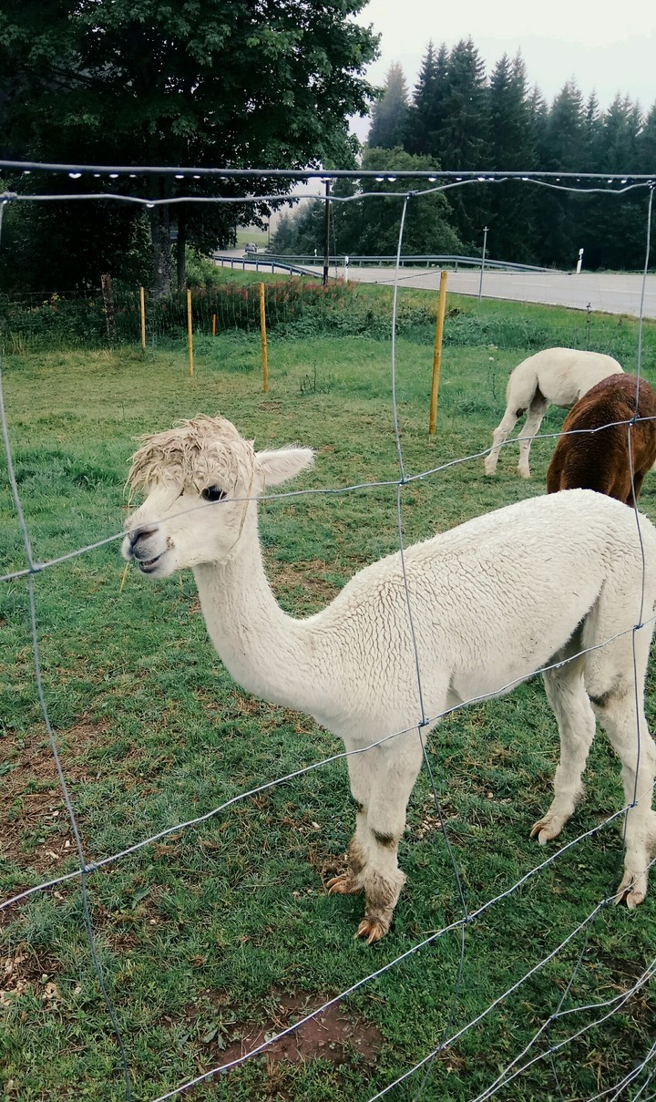 llama
