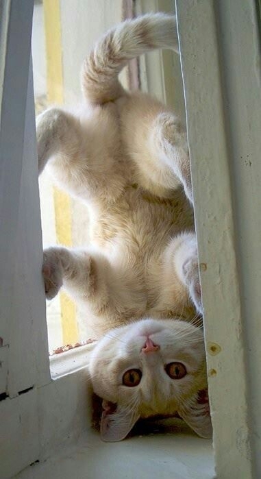Pussy Cat
