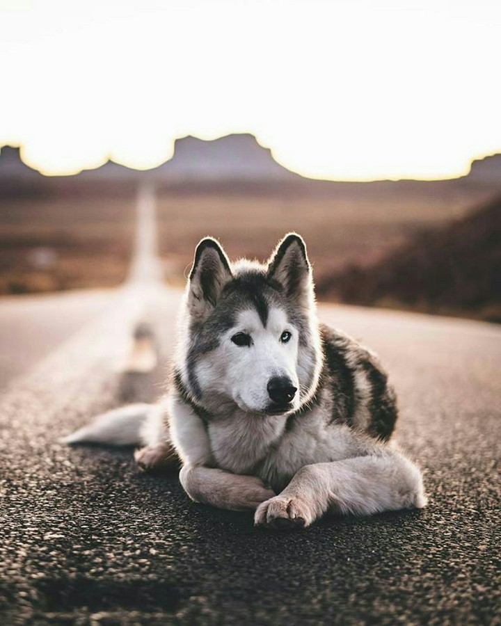 Husky