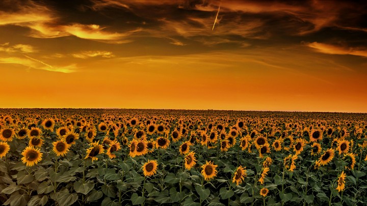 Sunflower's ..
