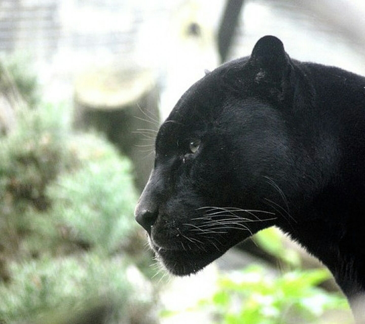 Black Jaguar