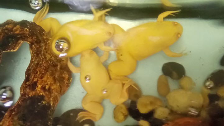 Хоровод белых шпорцевых лягушек