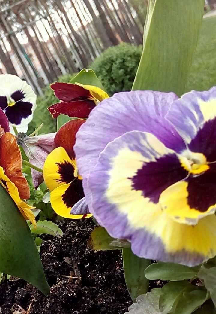 Flowers