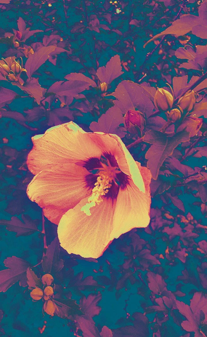 infared hibiscus