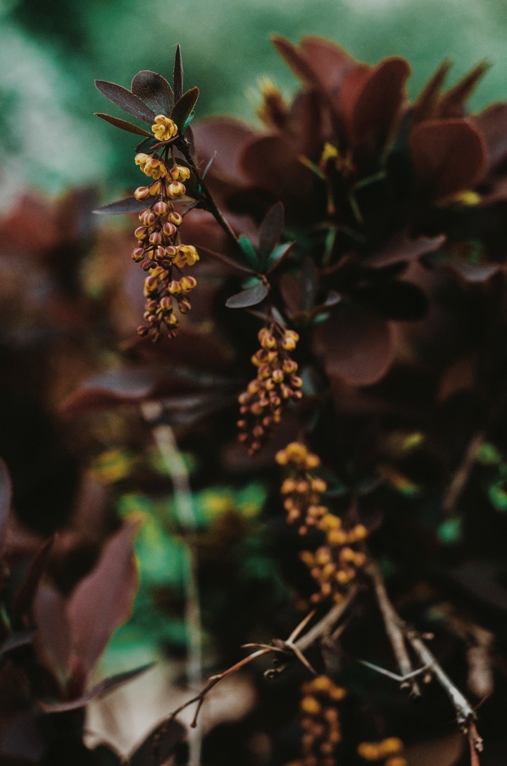 shrub