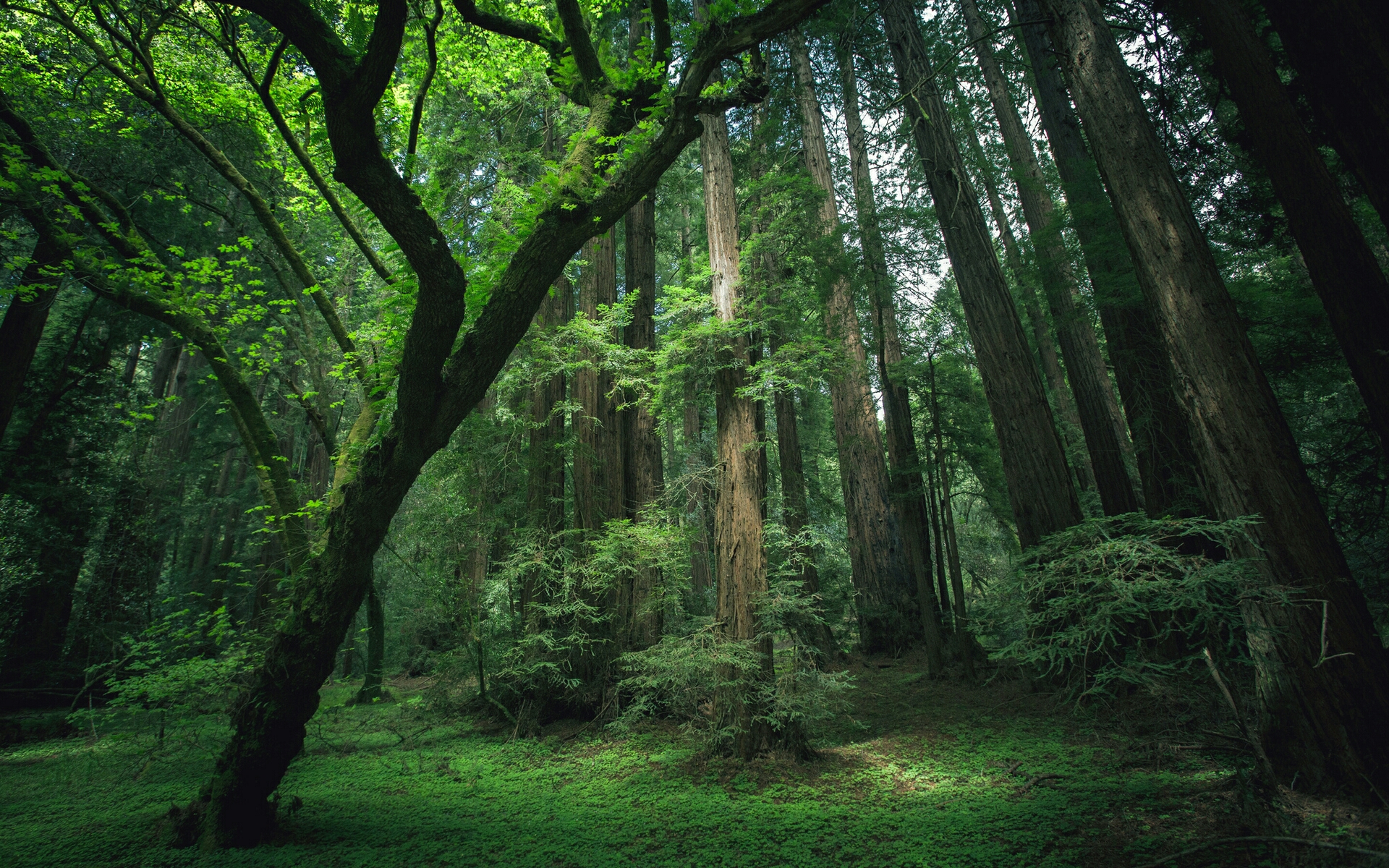 тапети vegetation, woodland