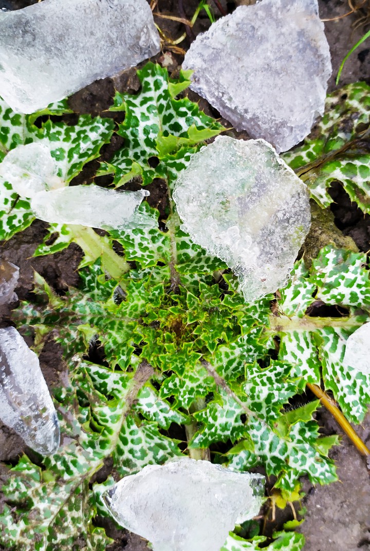 plants and ice