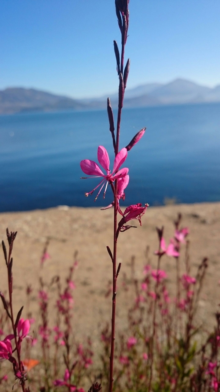 Pink Flower