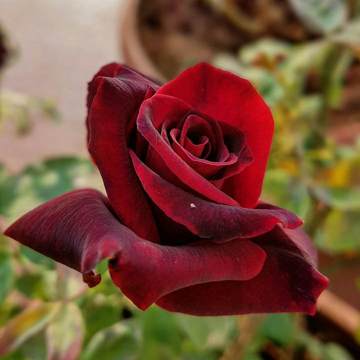 Roses are red