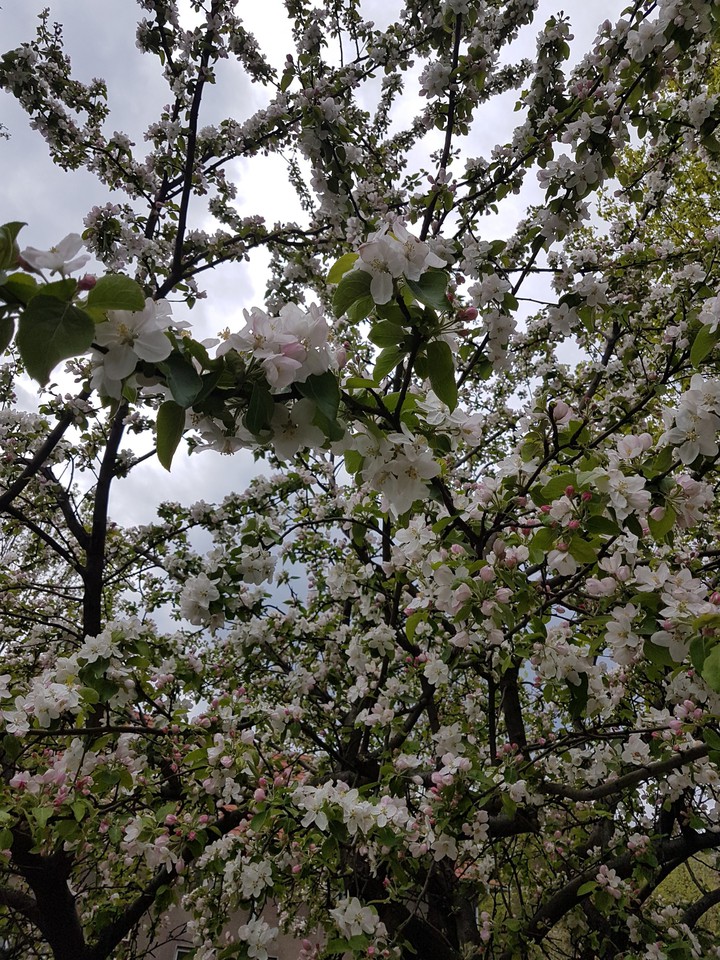 Fiori