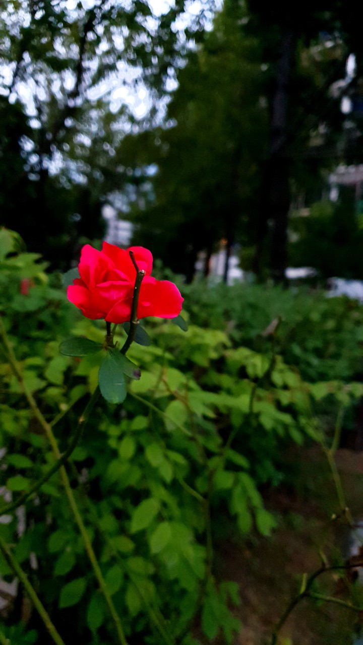 Rose
