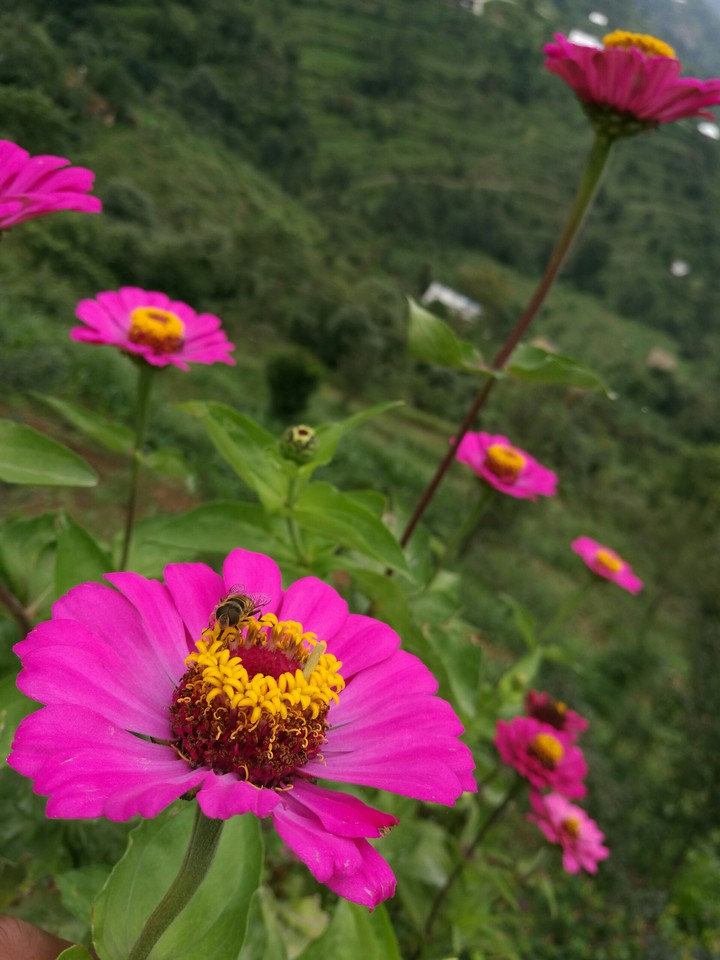 flowers