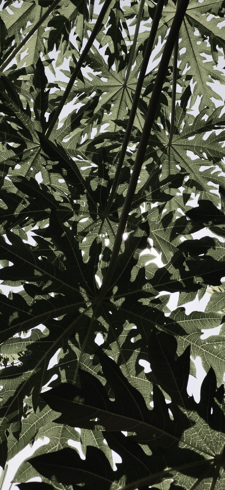 wild leaf wild life?