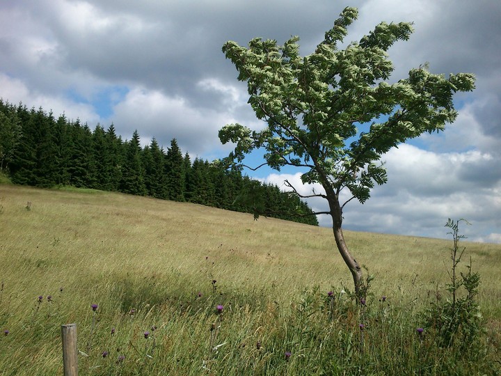 tree