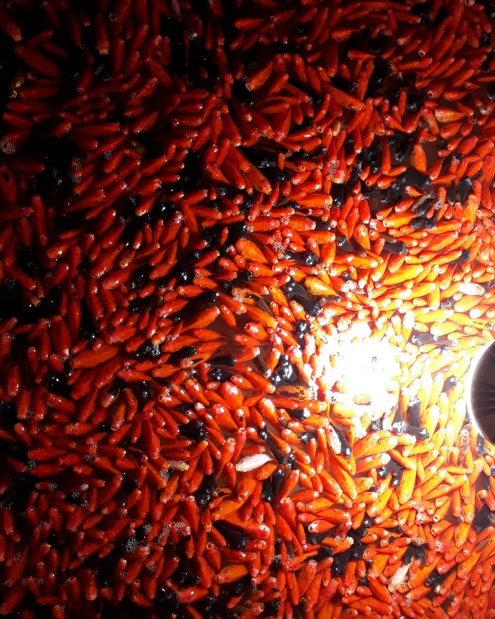 gold fish