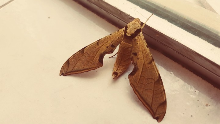 mariposa