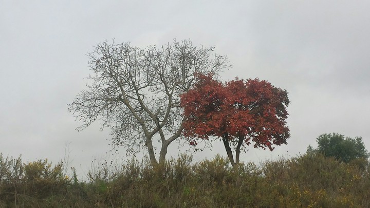 Alberi