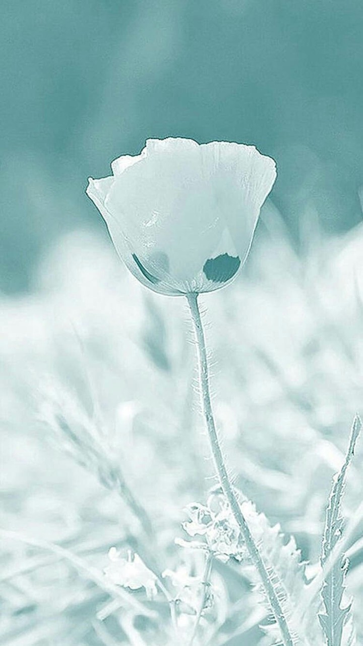 White rose