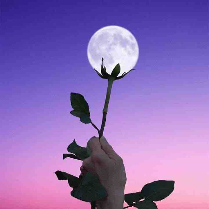Moon rose