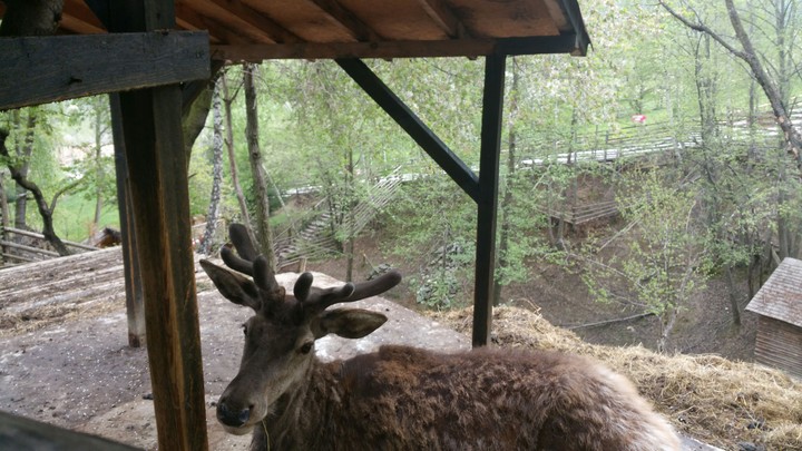 reindeer