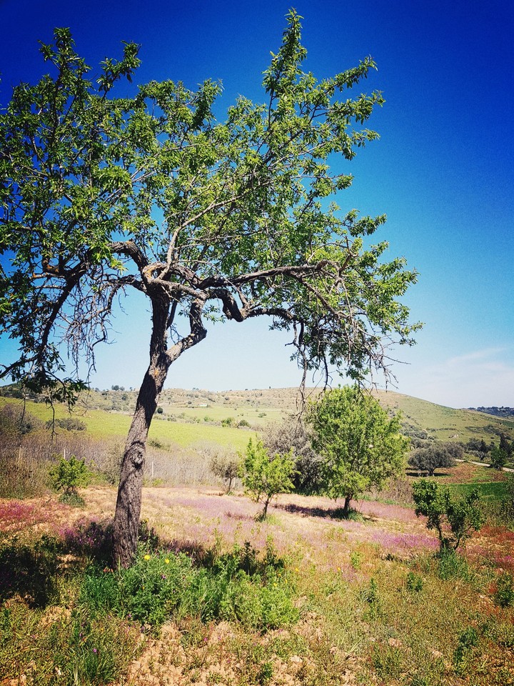 #countryside #tree #nature