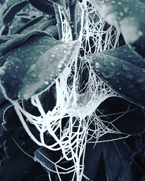 Frost