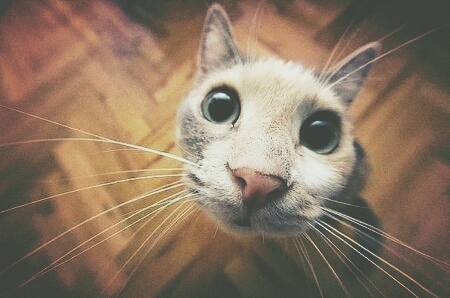 Hello Cat